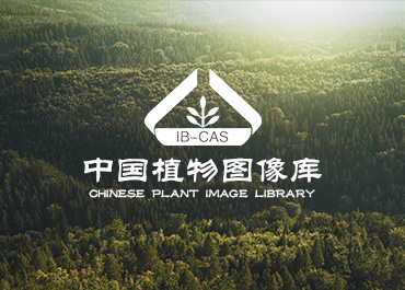 ֲ���о�����վ��������